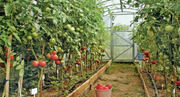 V jaké vzdálenosti by měla být rajčata zasazena ve skleníku